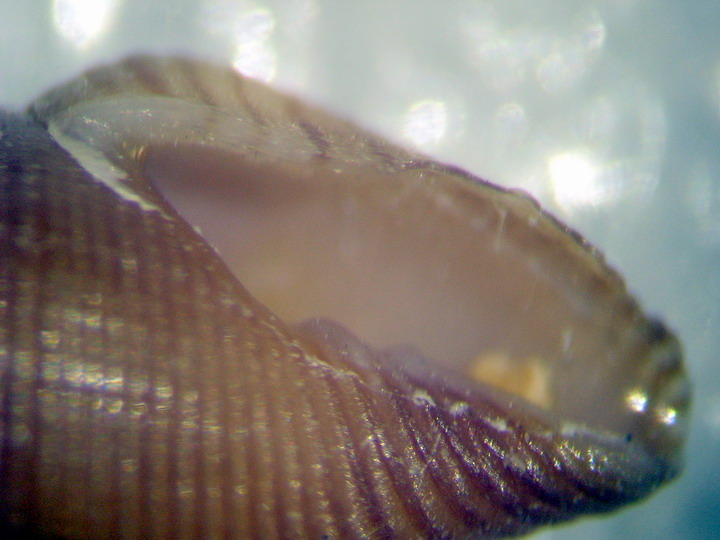 Mitromorpha mediterranea